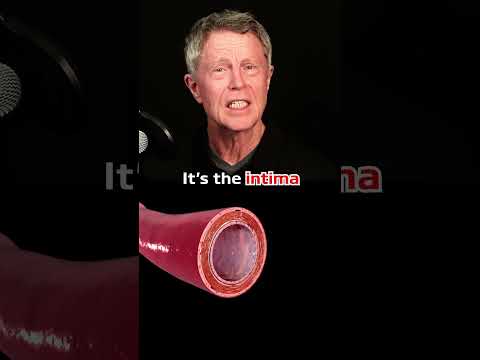 The Most Important Part of Your Arteries