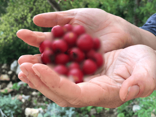 Hearing Ringing Every Night? Try This Odd Berry Before Bedtime